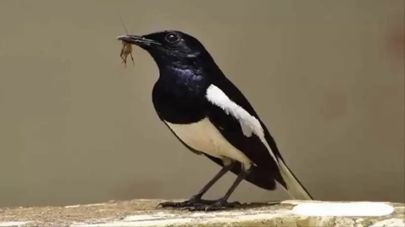 Chim chích chòe đặc điểm, cách nuôi và cách chăm sóc cần biết