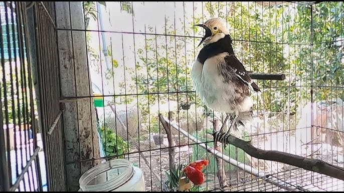 Cách dạy chim Cà cưỡng nhanh biết nói trong thời gian ngắn