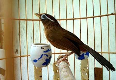Cách luyện Họa mi hót đấu để tham gia các cuộc thi