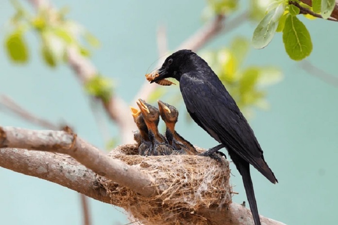 Cách nuôi chim Chèo bẻo con khỏe mạnh, nhanh biết nói