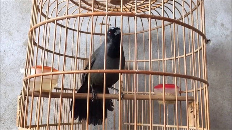 Cách nuôi chim Khướu bạc má căng lửa mà bạn nên biết