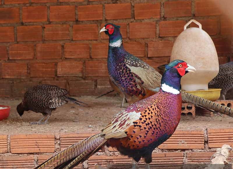 Cách nuôi chim Trĩ con và chim Trĩ sinh sản đúng kỹ thuật