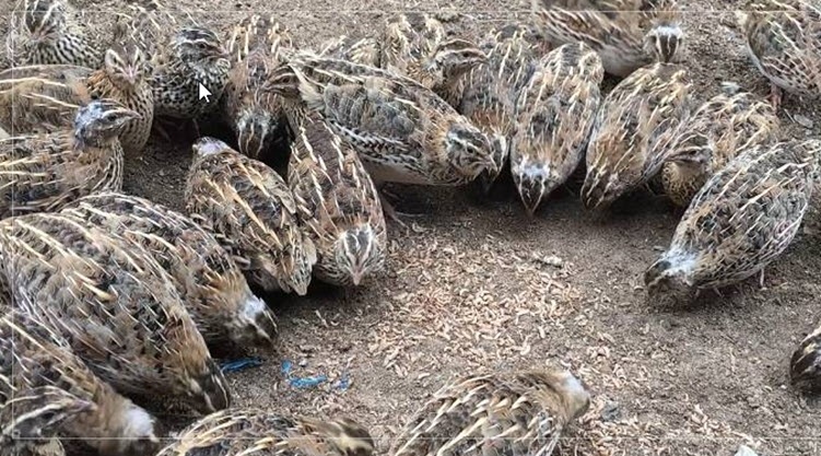 Kỹ thuật nuôi chim cút sinh sản đơn giản cho người mới