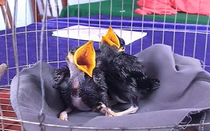 Cách nuôi chim Nhồng con mau lớn và nhanh biết nói