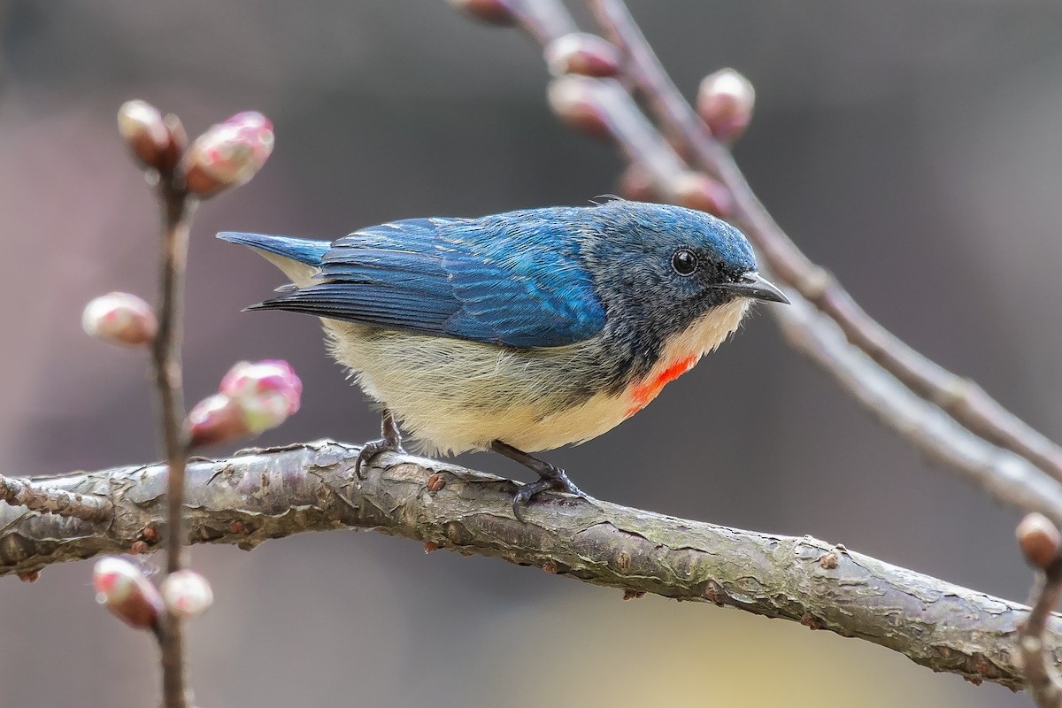 Các loài chim Sâu nhỏ mà siêng hót, nhảy nhót liên tục