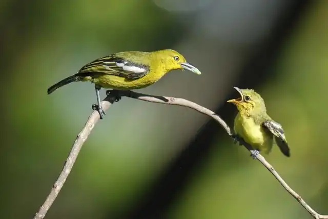 Cách nuôi chim Huýt Cô hót hay, mau thuần cho người mới