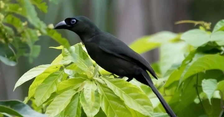 Chim Khách là chim gì? Đặc điểm và tập tính thú vị