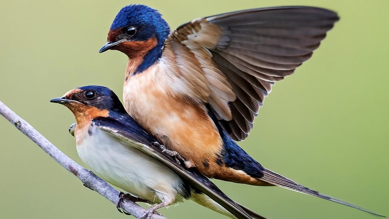 Chim Nhạn – Đặc điểm, tập tính di cư và mùa sinh sản