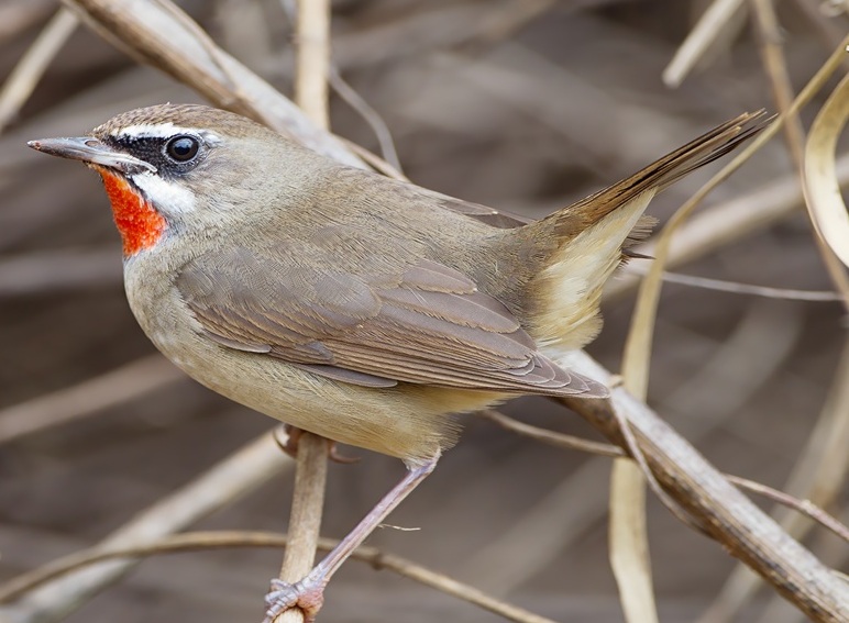 Chim Oanh cổ đỏ: Đặc điểm, tập tính và tiếng hót cao vút