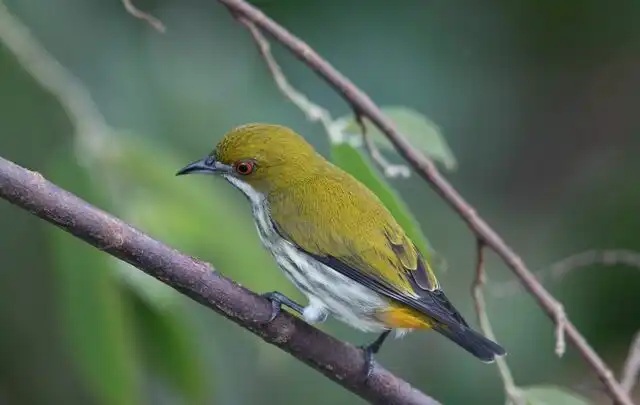 Chim Sâu Xanh ăn gì? Cách cho ăn đúng giúp chim khỏe mạnh