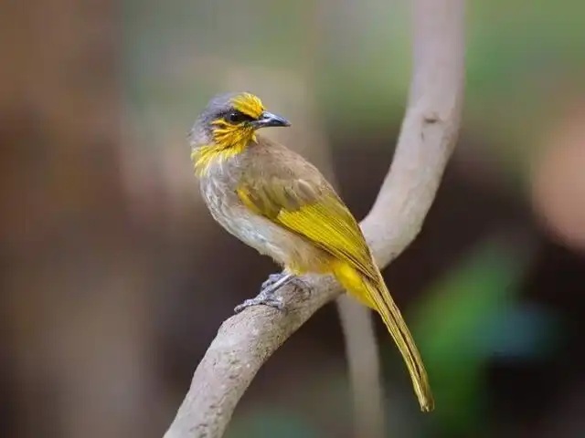 Chim Trao Trảo ăn gì để khỏe mạnh và hót to rõ tiếng?