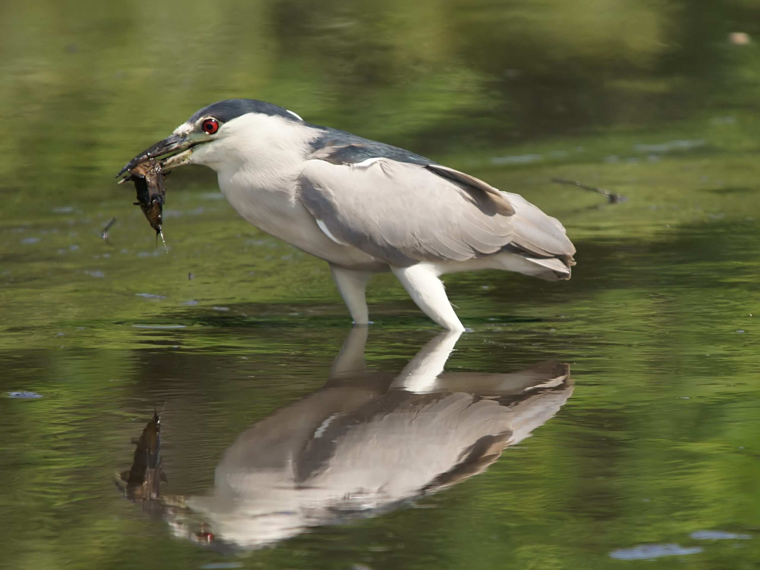 Chim Vạc: Thói quen kiếm ăn đêm và tiếng kêu gọi bầy