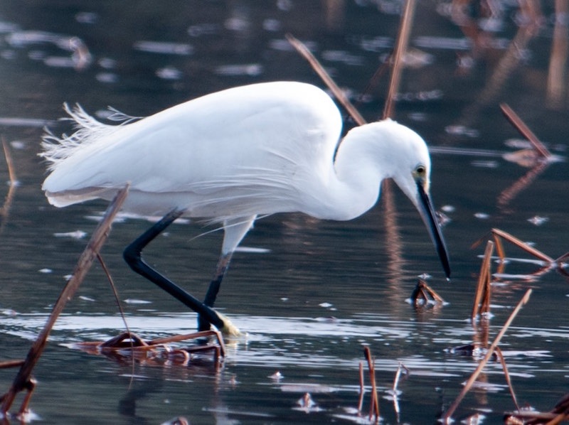 Hành vi của Cò Trắng: cách săn mồi và tập tính di cư