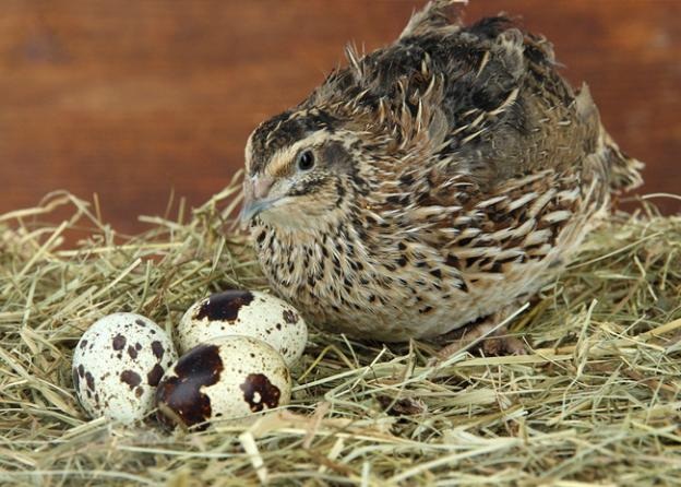 Cách sử dụng máy ấp trứng chim cảnh đạt tỷ lệ nở cao nhất