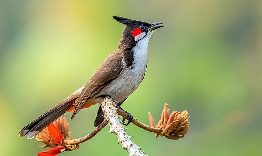 Thuốc chim cảnh – Cách dùng chuẩn và lưu ý cần biết