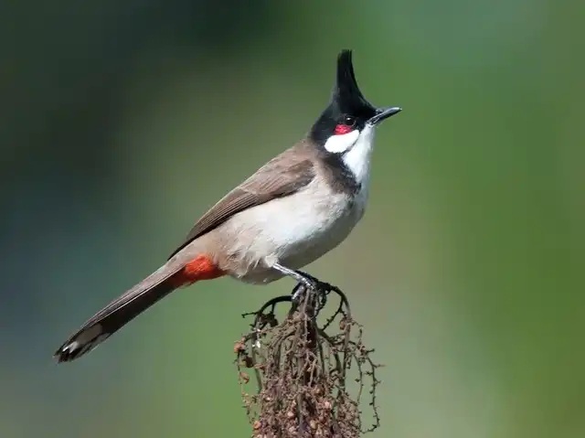 Các loại Vitamin chim cảnh và cách bổ sung đúng cách