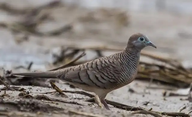 Chim Cu Vằn – Tiếng gù, tập tính và cách nuôi chim con