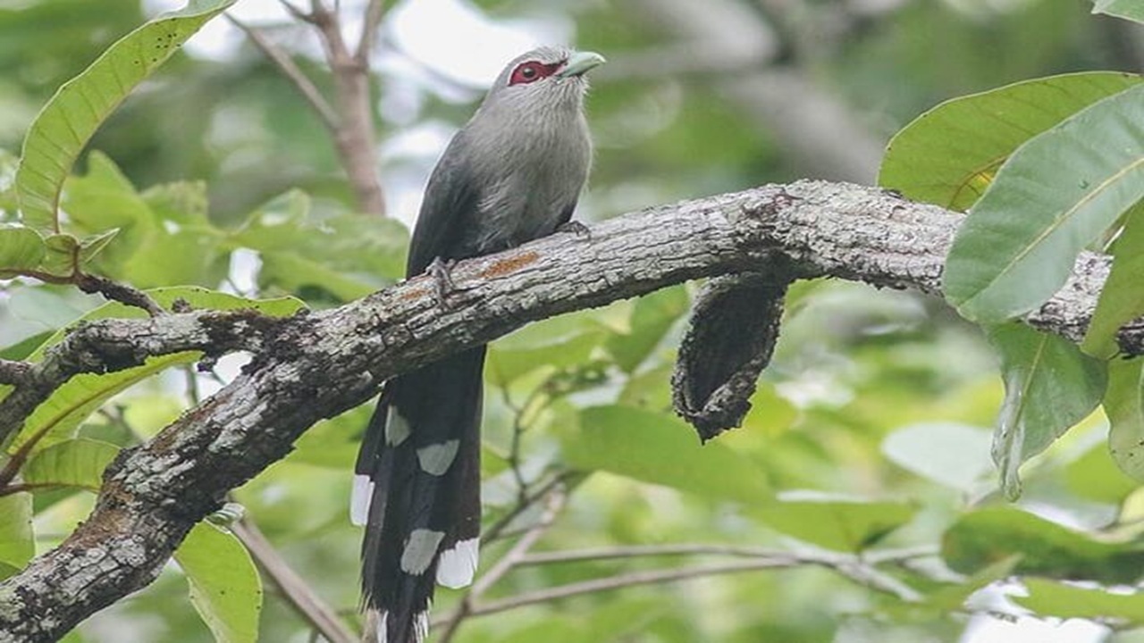 Chim Phướn mặt quỷ: Ngoại hình kỳ dị và hành vi đặc biệt