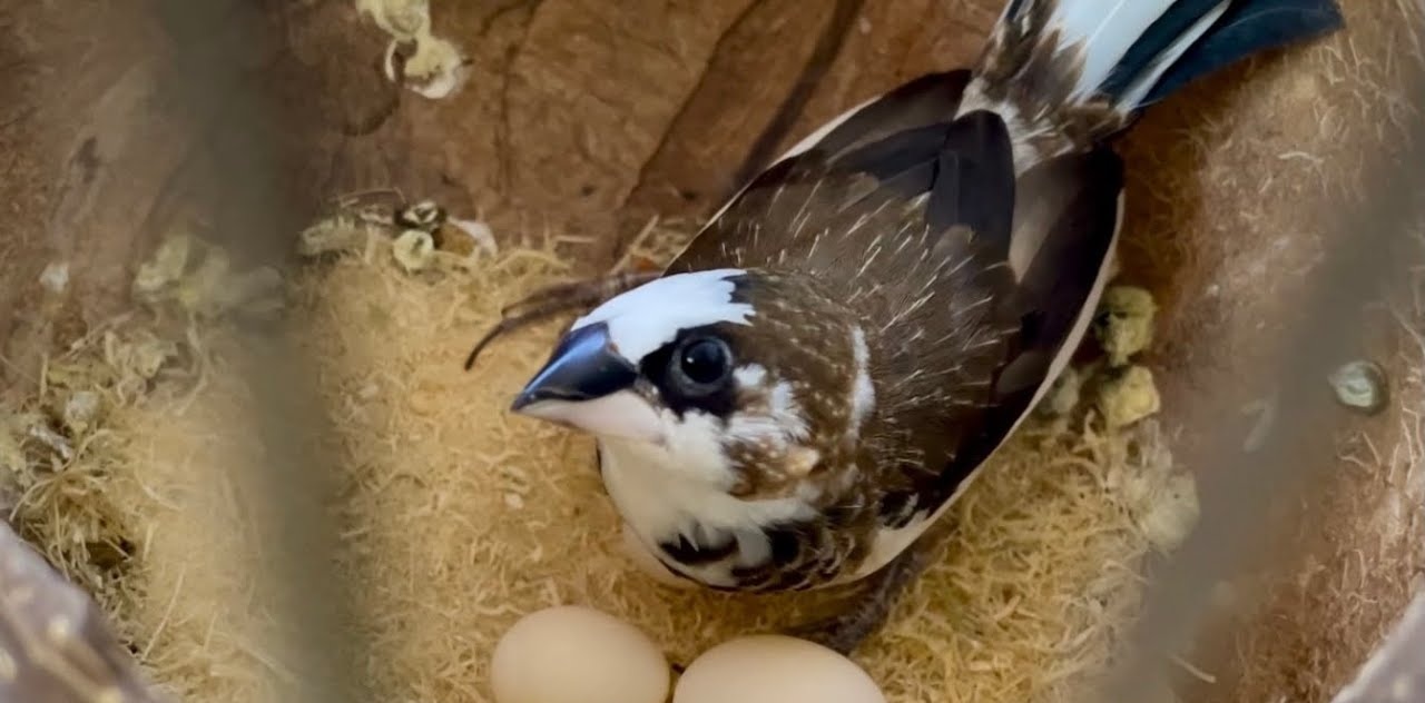 Chim Sắc Ô có dễ nuôi không? Sự thật ai cũng bất ngờ