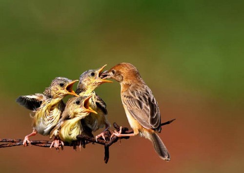 Mồi tươi cho chim cảnh các loại nên dùng và cách cho ăn