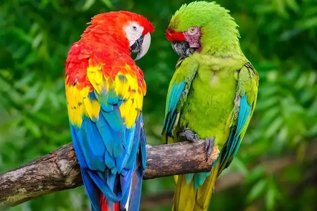 Mẹo dạy Vẹt Macaw nói rõ, học từ nhanh và nghe lời hơn