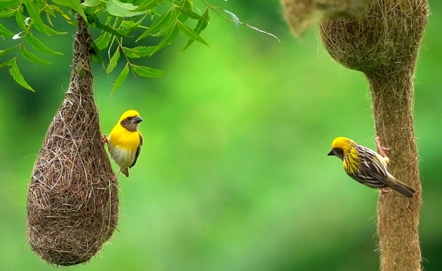 Chim Dòng Dọc làm tổ như thế nào? và cách nuôi chim con