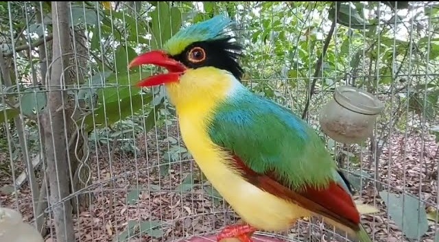 Chim Hồng Loan hót như thế nào? Cách nuôi và chăm sóc