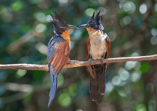 Nuôi chim Khát Nước: Có nên nuôi và cách chăm sóc đúng