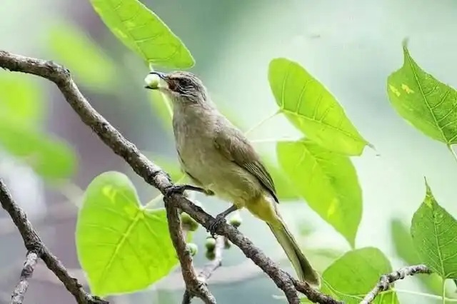 Chim Quành Quạch: Tiếng kêu, thức ăn và tập tính tự nhiên