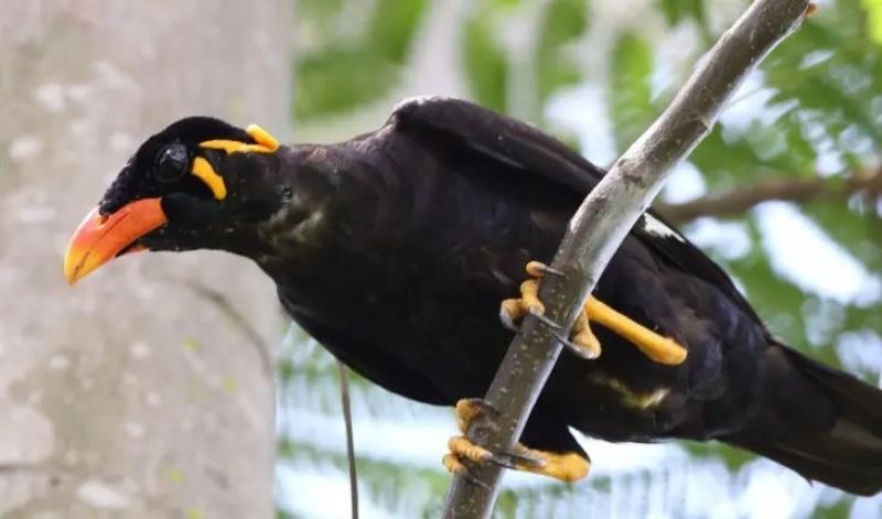 Chim Yểng – Kinh nghiệm nuôi, dạy nói của dân chơi lâu năm