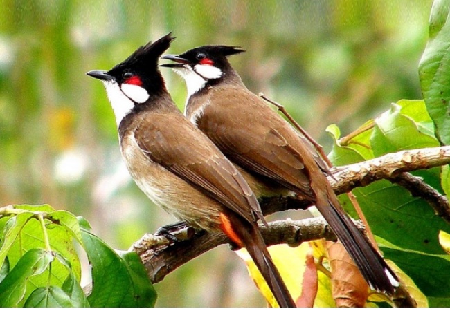 Kinh nghiệm nuôi chim Chào Mào mùa lạnh không bị tụt lửa