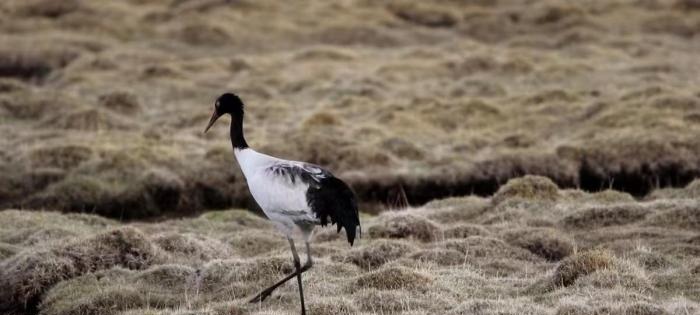 Sếu cổ đen – Loài sếu đặc biệt nhất thế giới có gì lạ?