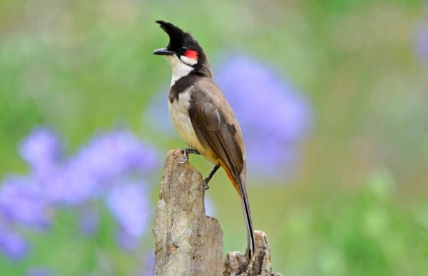 Các bệnh thường gặp ở chim Chào Mào và cách phòng trị