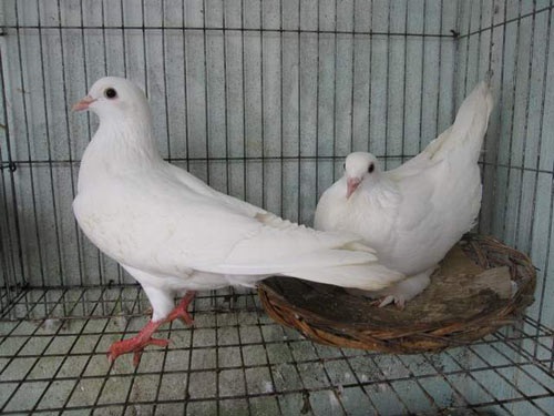 Cách nuôi chim Bồ Câu Pháp sinh sản nhanh, ít bệnh