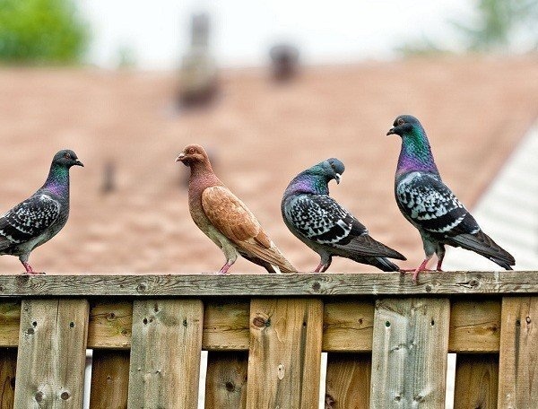 Cách nuôi chim Bồ Câu thả tự nhiên không lo bay mất