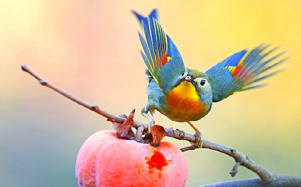 Cách nuôi chim Quế Lâm sinh sản trong lồng Avi cực dễ