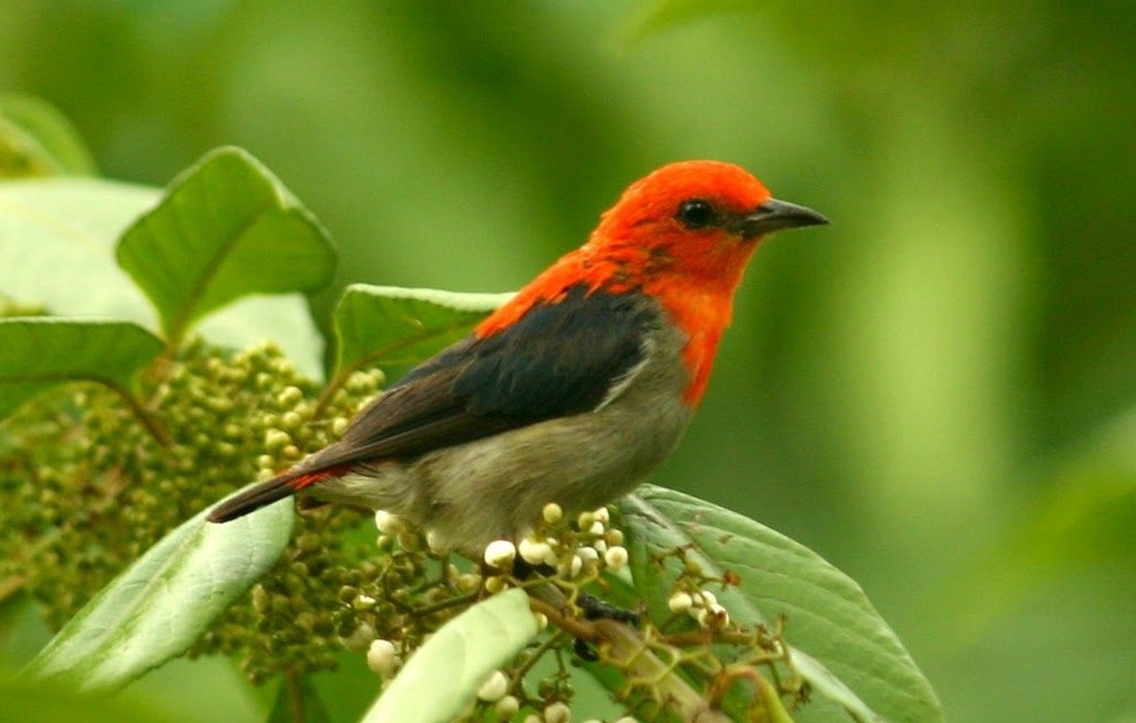 Cách vào cám chim Sâu đầu đỏ hiệu quả 7 ngày ăn cám