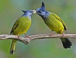 Chào mào xanh và cách phân biệt chim trống và mái