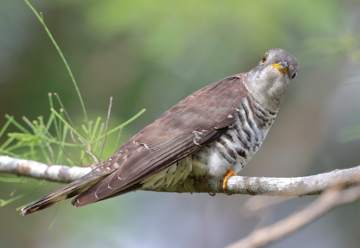 Tìm hiểu chim Bắt cô trói cột và bí ẩn tiếng kêu trong rừng