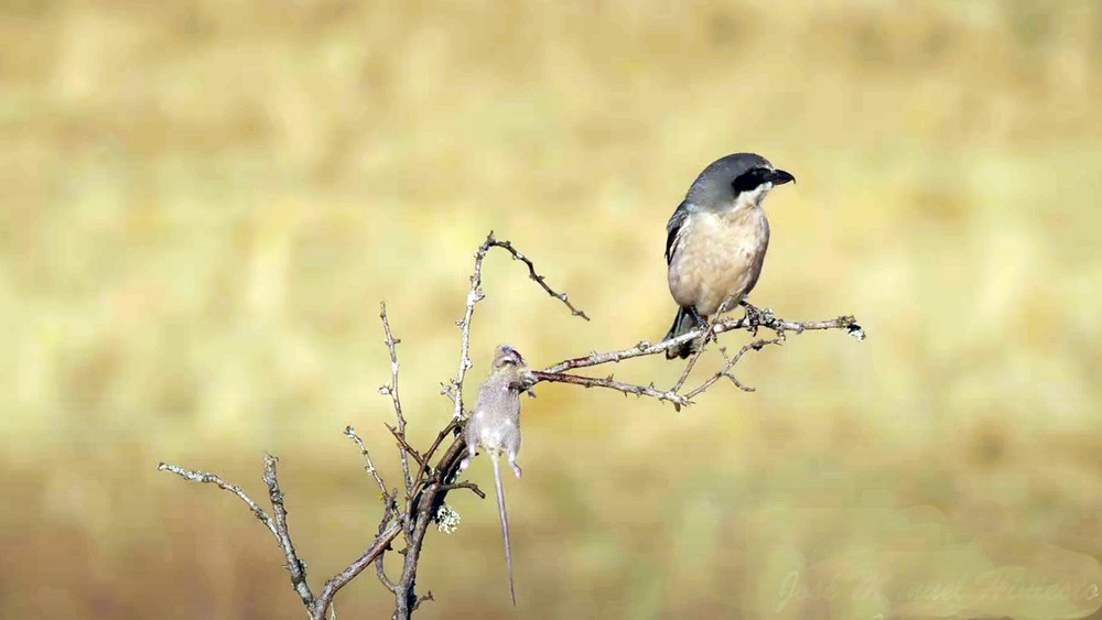 Chim Chàng Làng săn mồi: Kỹ năng đồ tể đáng kinh ngạc