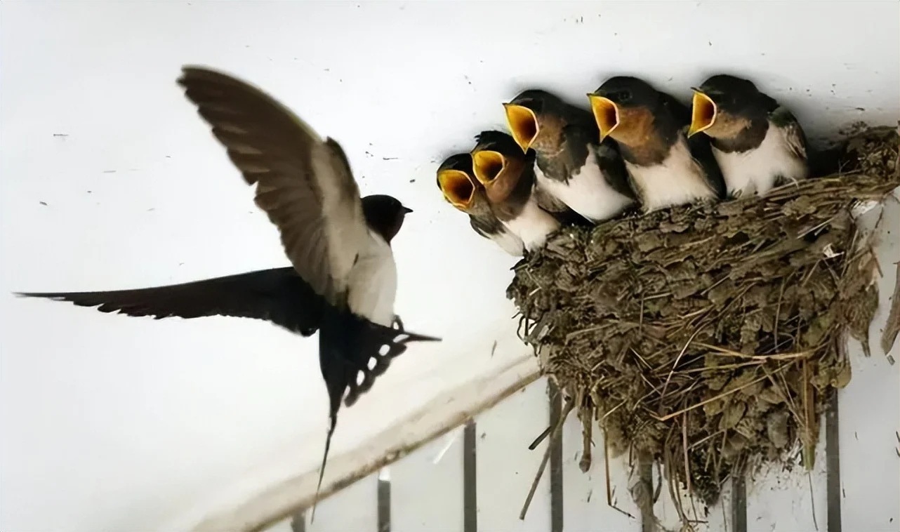 Chim làm tổ trước nhà là điềm gì? Tốt hay xấu