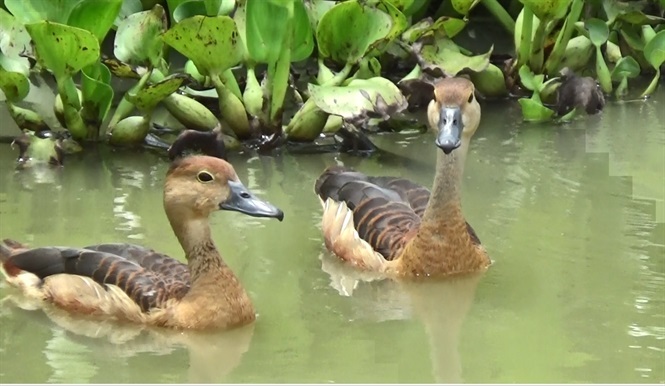 Chim Le Le – Tập tính và cách nuôi chim con mới nở