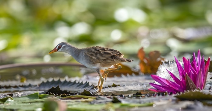 Chim Mắt Xéo – Tập tính, thức ăn và cách nuôi sinh sản