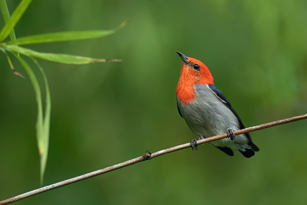 Chim Sâu đầu đỏ: đặc điểm, cách nuôi và kích lửa hiệu quả