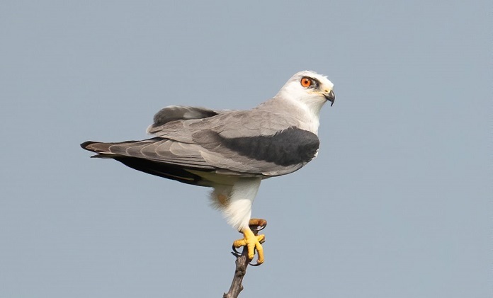 Chim Diều trắng săn mồi: kỹ năng bay lơ lửng đỉnh cao