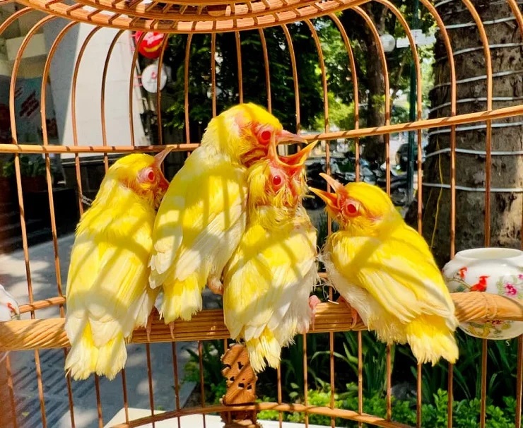 Mẹo kích lửa chim Hoàng Quyên Mắt Đỏ hót căng bền