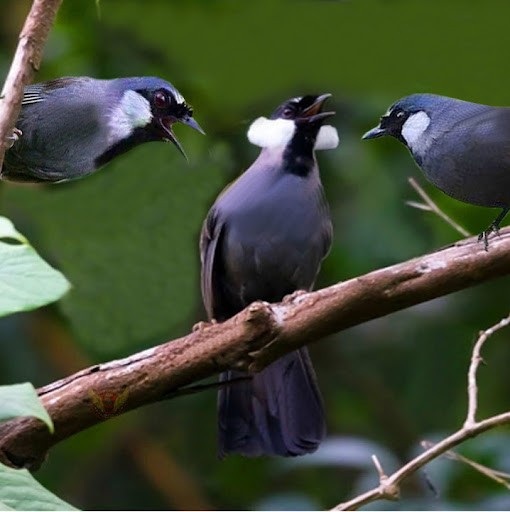 Công thức làm cám chim Khướu giúp chim căng lửa cực nhanh