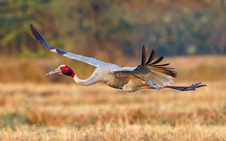 Sếu Sarus sống ở đâu? Hé lộ cuộc sống loài Sếu khổng lồ