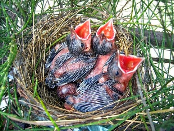 Cách bảo vệ tổ chim mùa sinh sản đúng cách, tránh bỏ tổ