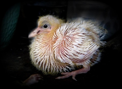 Cách nuôi chim Bồ Câu Ai Cập con khỏe mạnh, lớn nhanh